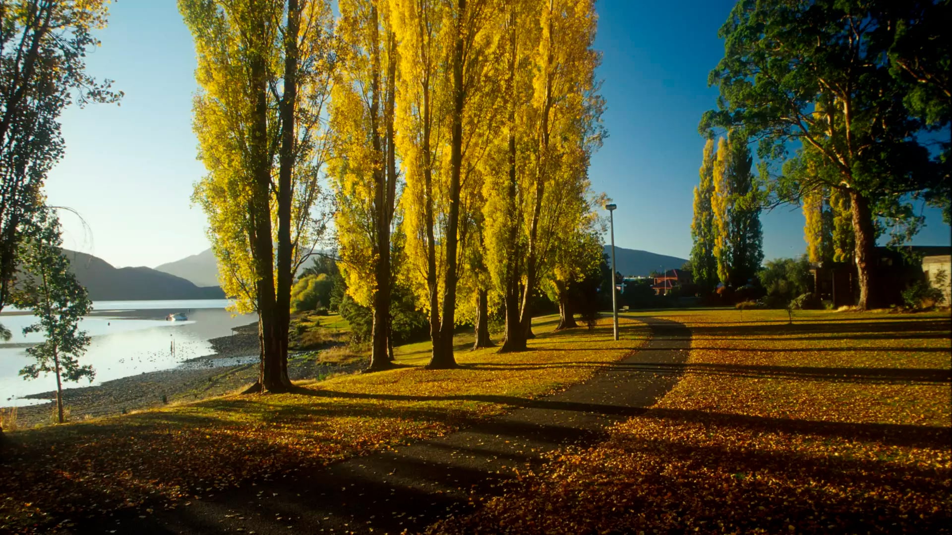 Tall yellow-leaved trees along a lakeside path in autumn in Te Anau.