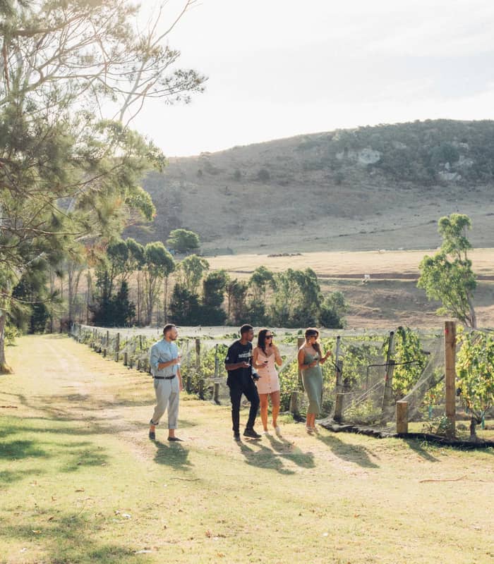 Four people walk together along a sunlit path beside vineyard rows at Stoneyidge on Waiheke Island. The landscape features rolling hills, scattered trees, and a relaxed, social atmosphere typical of a wine-tasting experience.