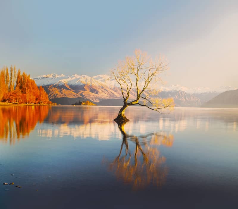 The famous "Wanaka Tree" grows out of the calm waters of Lake Wānaka, reflected perfectly at sunrise with golden autumn trees and snow-capped mountains in the background.