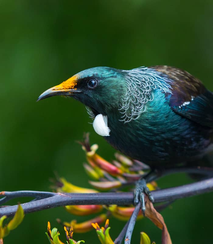 Closeup of a tui bird on a branch with green and yellow buds.