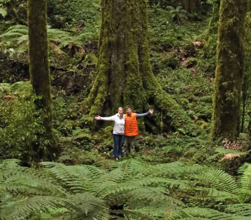 A man and woman with arms outstretched stand at the base of a towering, moss-clothed ancient podocarp tree in a dense, primeval rainforest filled with ferns in Whirinaki Forest.