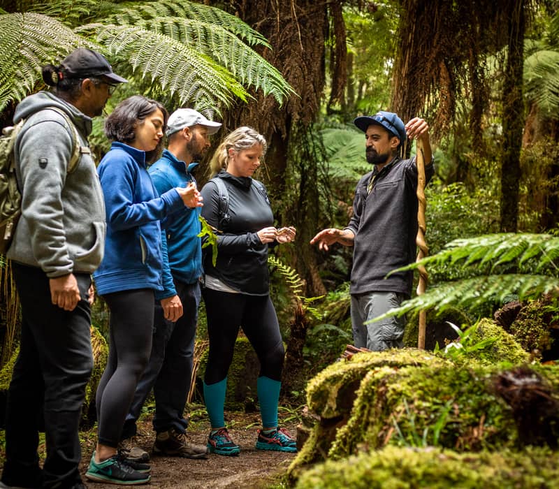Group of hikers listening to guide during a nature walk in a dense green forest.