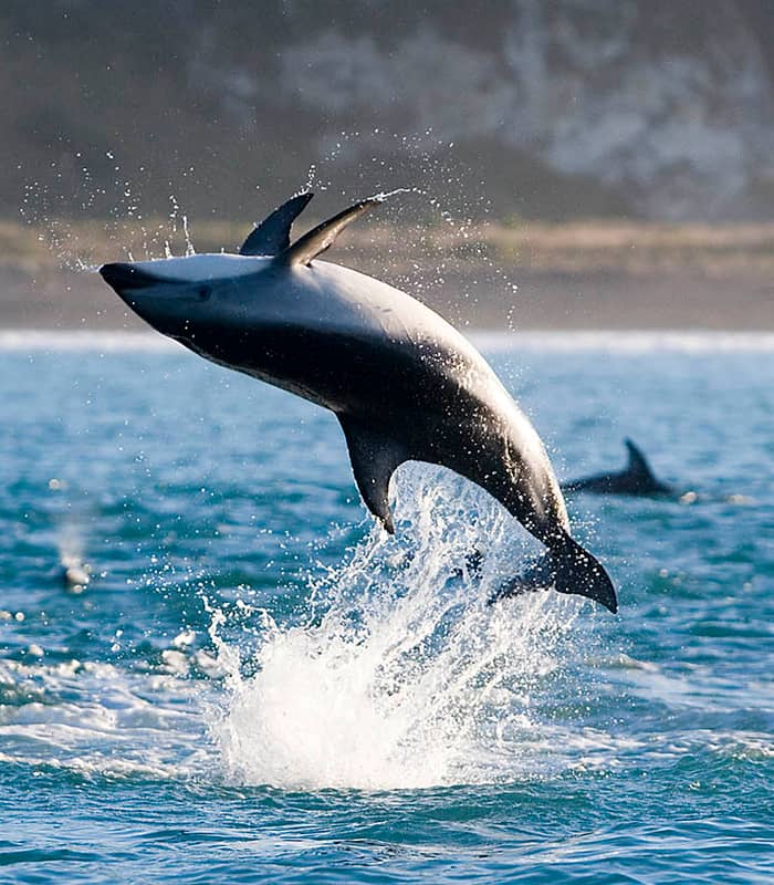 Dolphin jumping out of ocean water with splash and other dolphins nearby