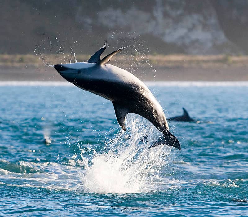 Dolphin jumping out of ocean water with splash and other dolphins nearby