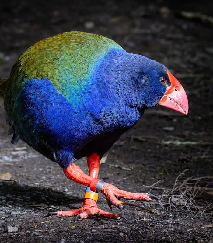 Close-up of a colorful male takahē bird with blue, green, and orange feathers on a forest floor