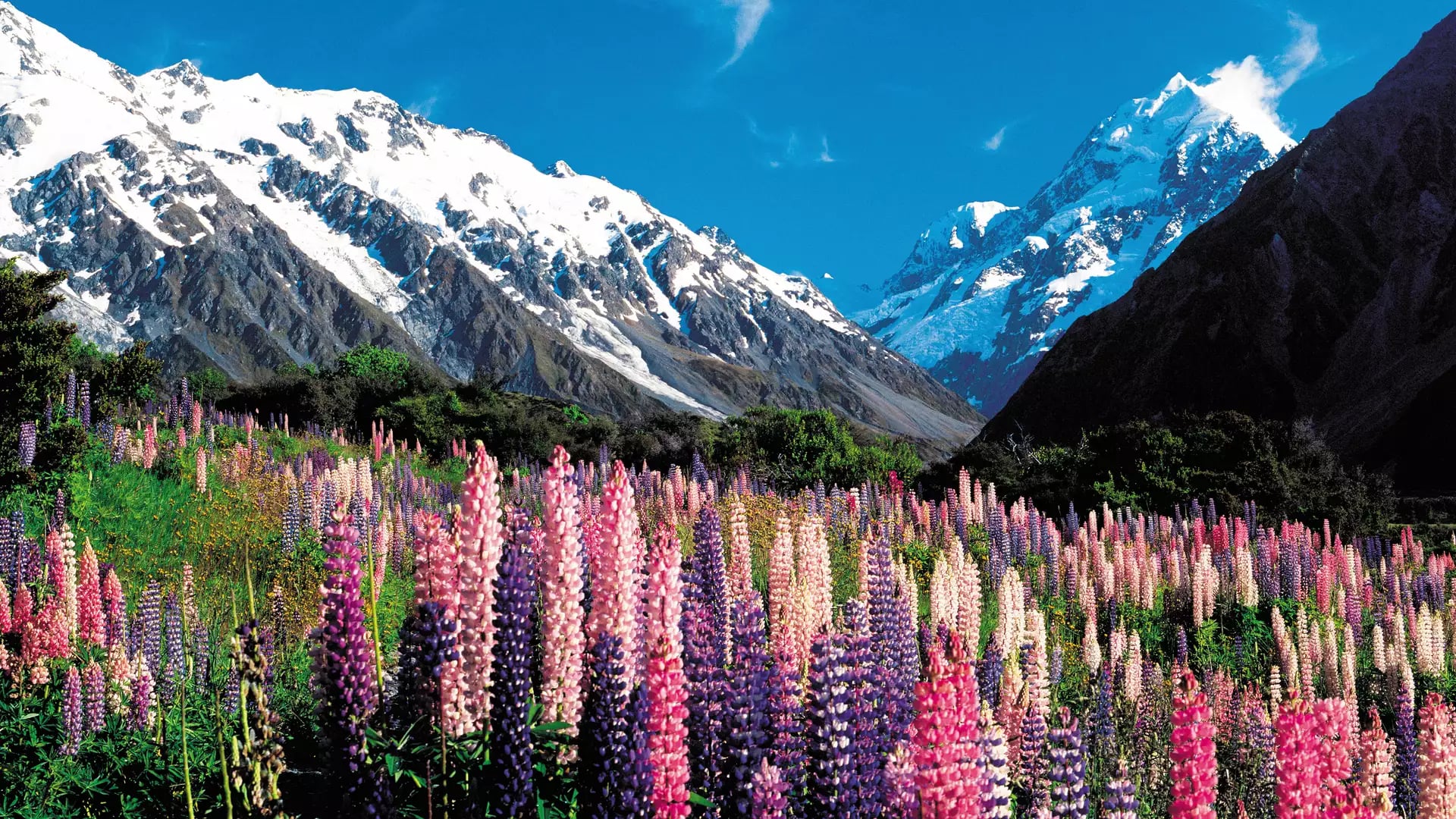 Colorful lupin flowers in front of snow-covered mountains under a bright blue sky.