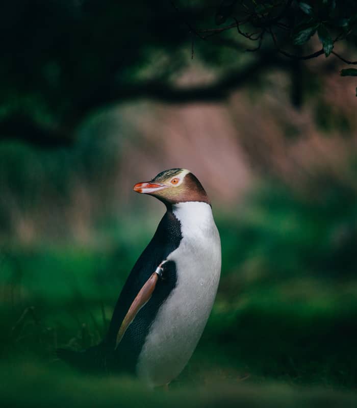 Yellow-eyed penguin standing on grass with blurred green and brown background