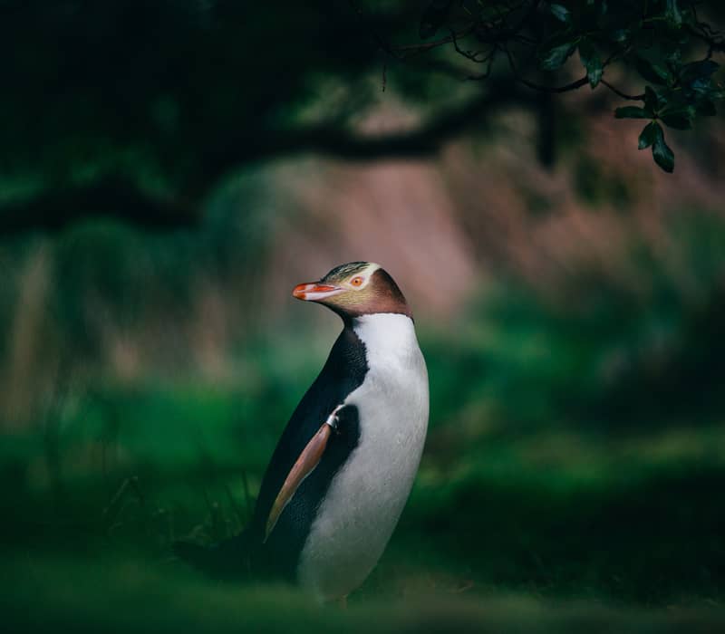 Yellow-eyed penguin standing on grass with blurred green and brown background