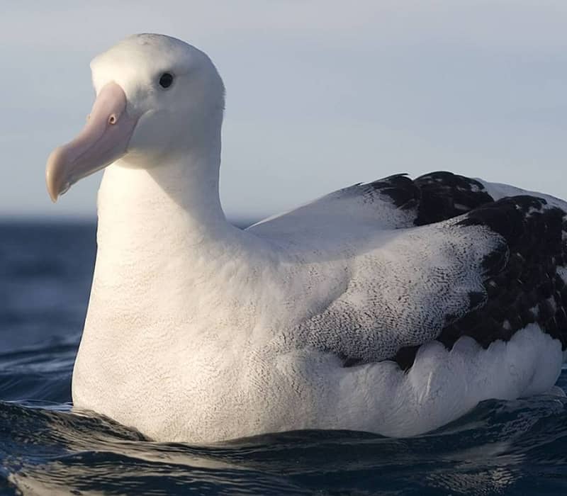 Close-up of an albatross floating on the ocean with a light blue sky background