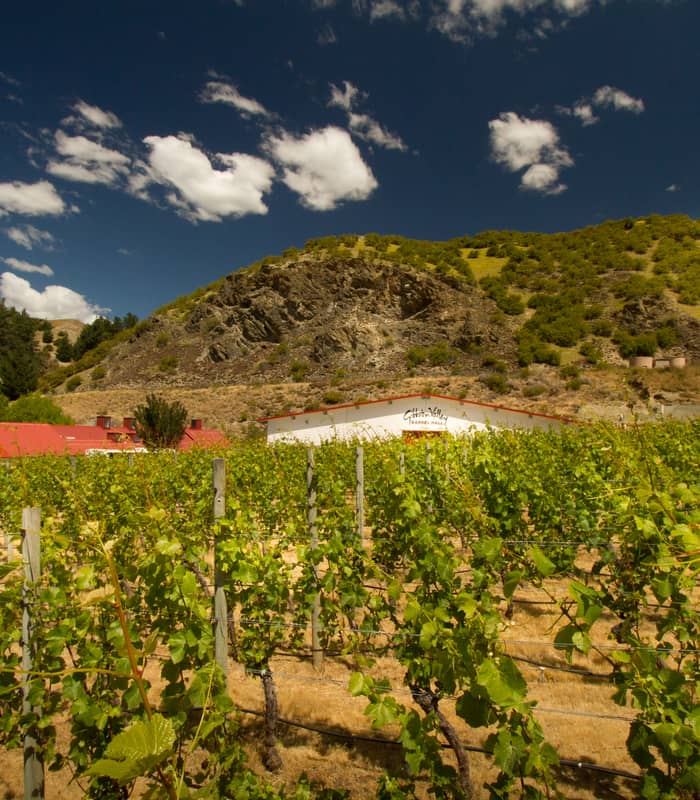 Green grapevines in vineyard with hillside and blue sky with clouds in background