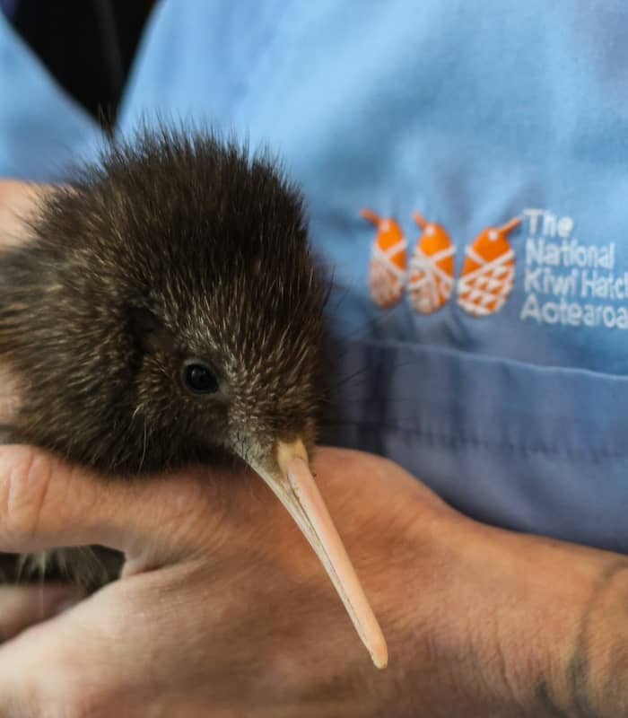 Close-up of person holding a kiwi bird hatchling at a kiwi hatchery.