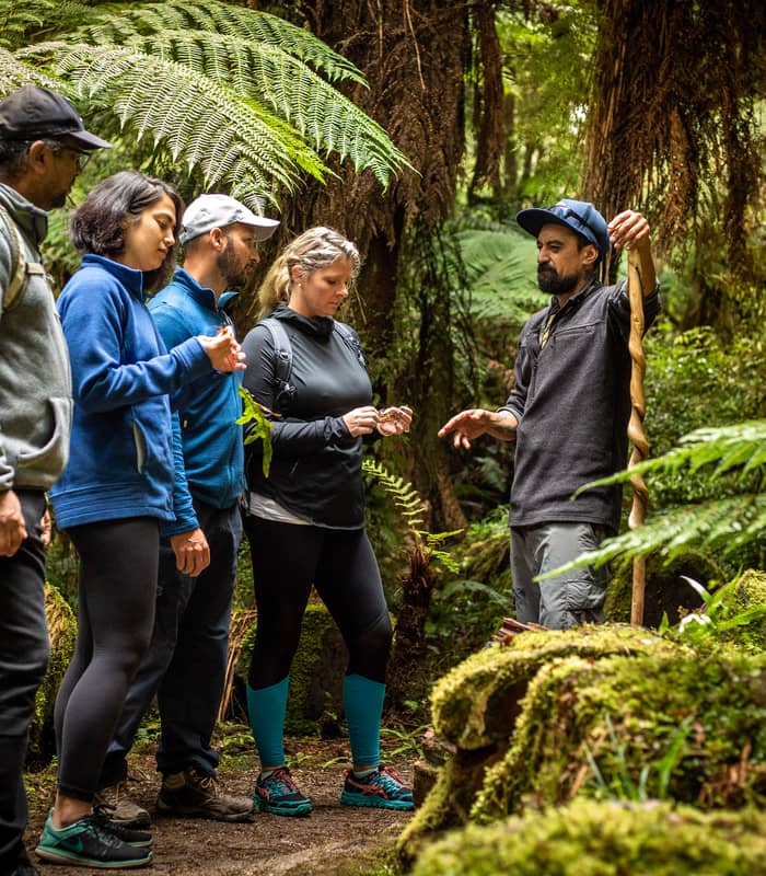 Group of hikers listening to guide on a forest trail surrounded by ferns and moss.