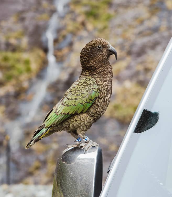 Kea parrot perched on a vehicle's side mirror in a rocky mountain area.