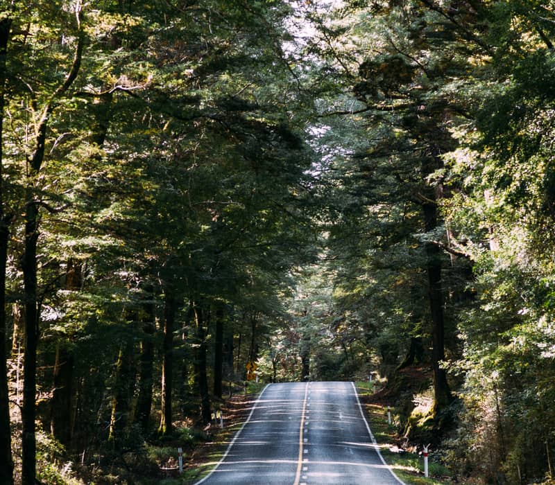 Empty road surrounded by dense green forest with sunlight shining through trees