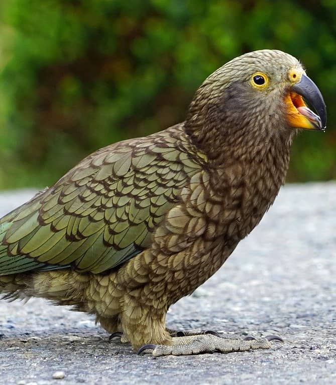 Kea parrot with green feathers and open beak standing on a road.