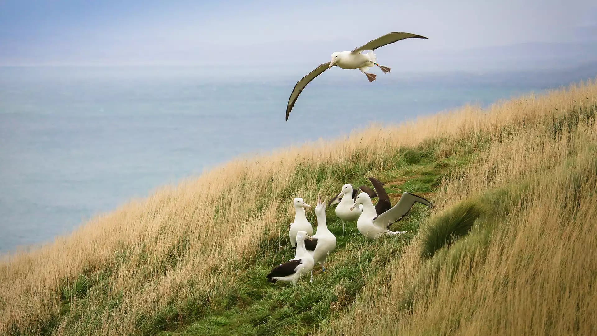 Albatross birds on grassy coastal path with one flying over the sea.