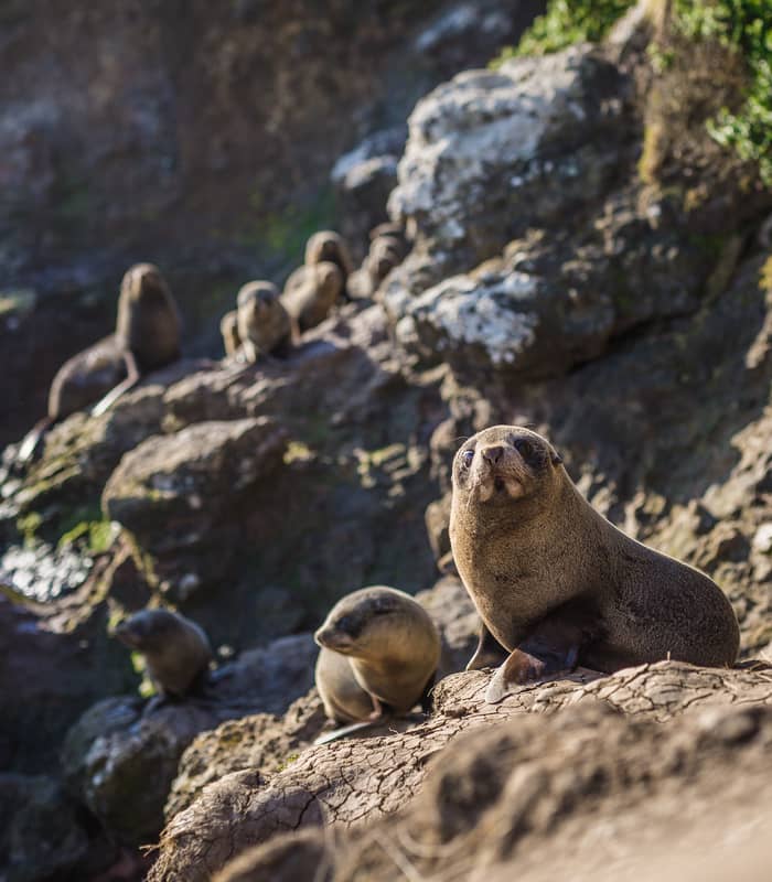New Zealand fur seal pups resting on sunlit rocky coast near ocean.