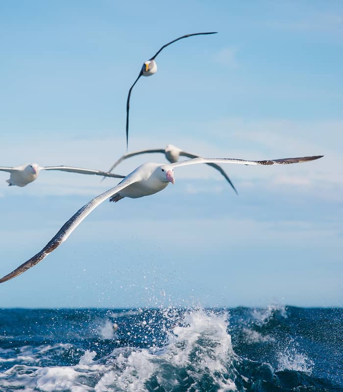 Group of albatross birds flying over waves in the ocean with blue sky above.