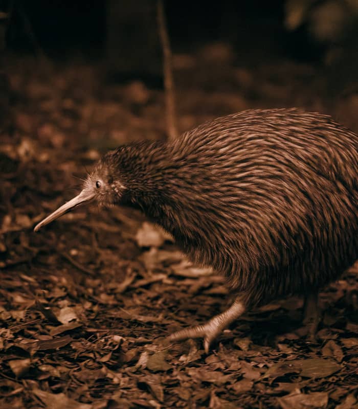 A brown kiwi bird walking on leaf-covered forest ground at night.