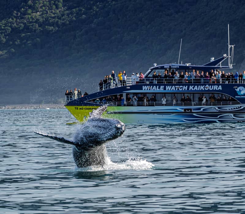 Tour boat with passengers watching a whale breaching in the ocean near a mountain coast.