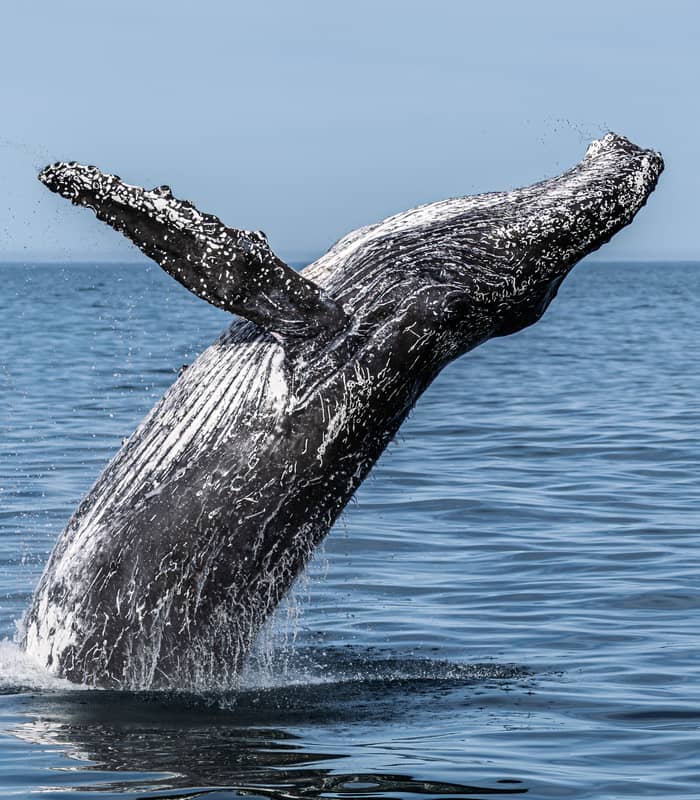 Humpback whale breaching out of the ocean water.