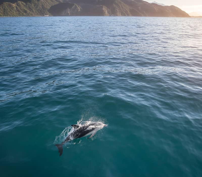 Dolphin jumping in ocean near mountainous coastline at sunset.