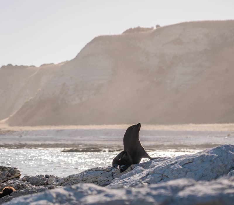 Seal sitting on rocks near the sea with hills in the background during sunset.