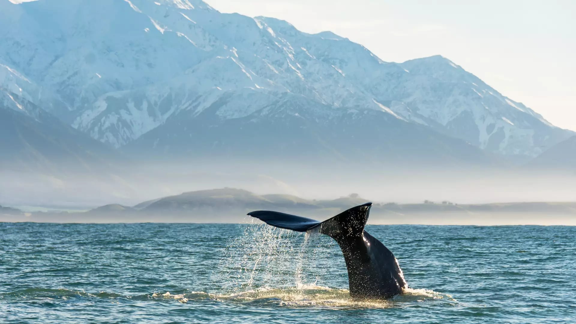 Sperm whale tail splashing in ocean with snowy mountains in the background.