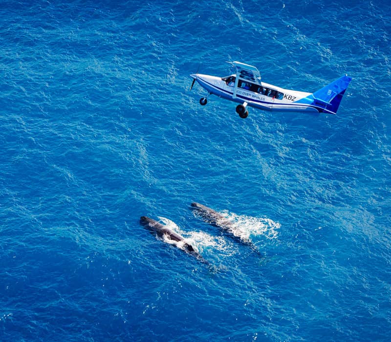 An aerial view of a small Wings Over Whales plane flying over two sperm whales swimming at the surface of the deep blue ocean.