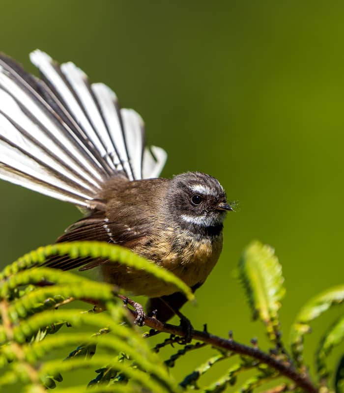 Fantail bird perched on a branch with its fan-shaped tail feathers spread out.